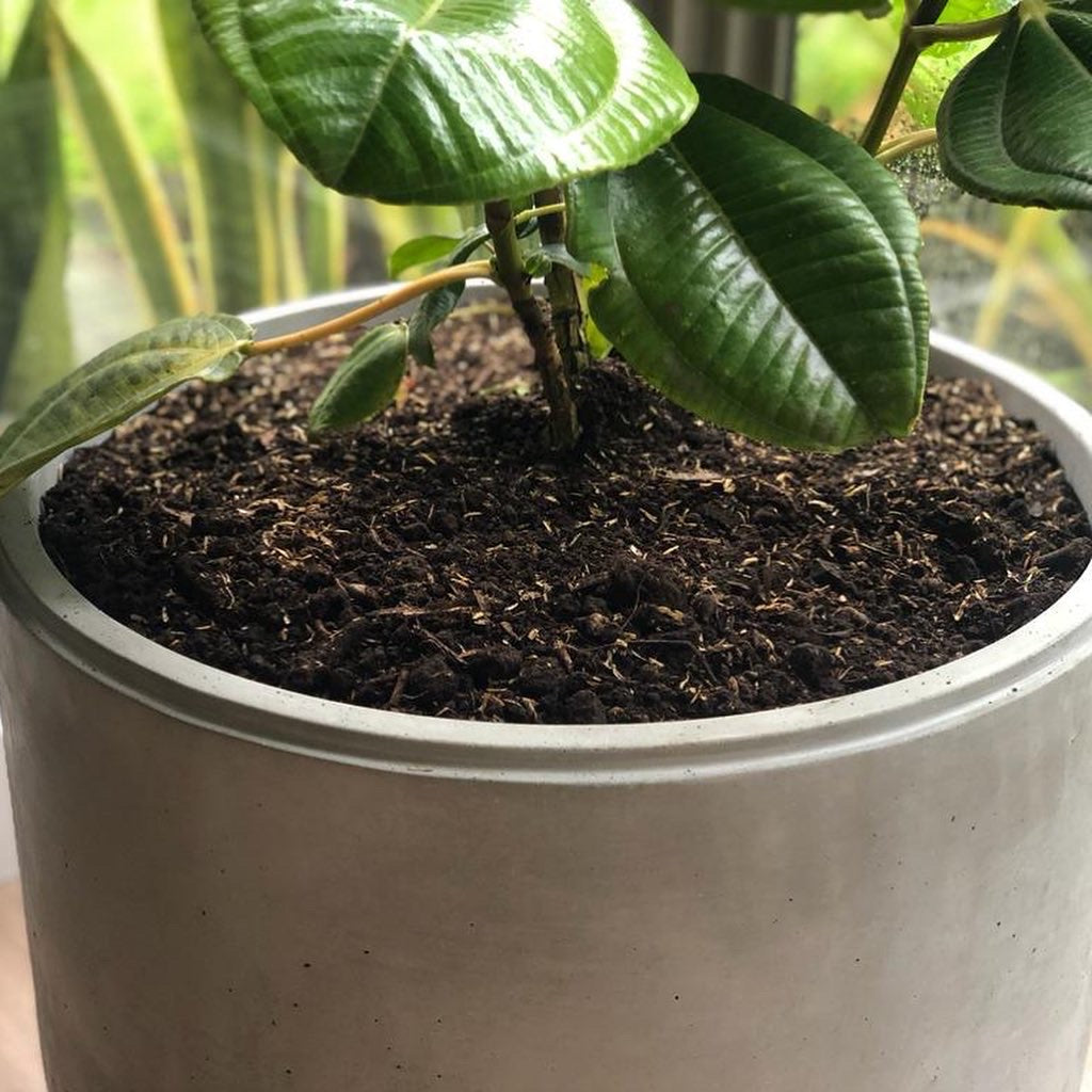 POTT PLANTER