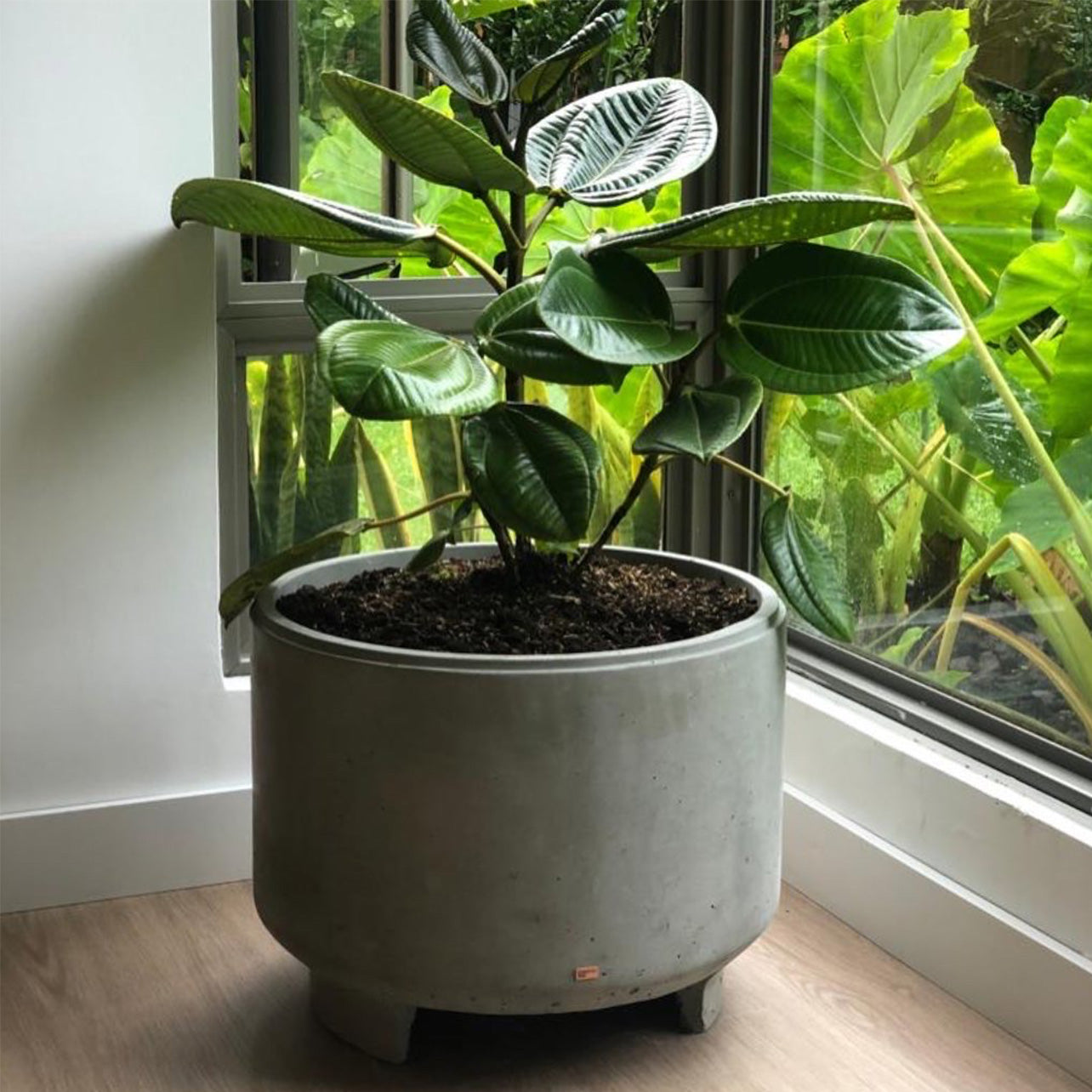 POTT PLANTER